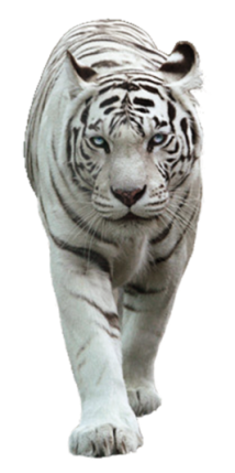 white_tiger_front